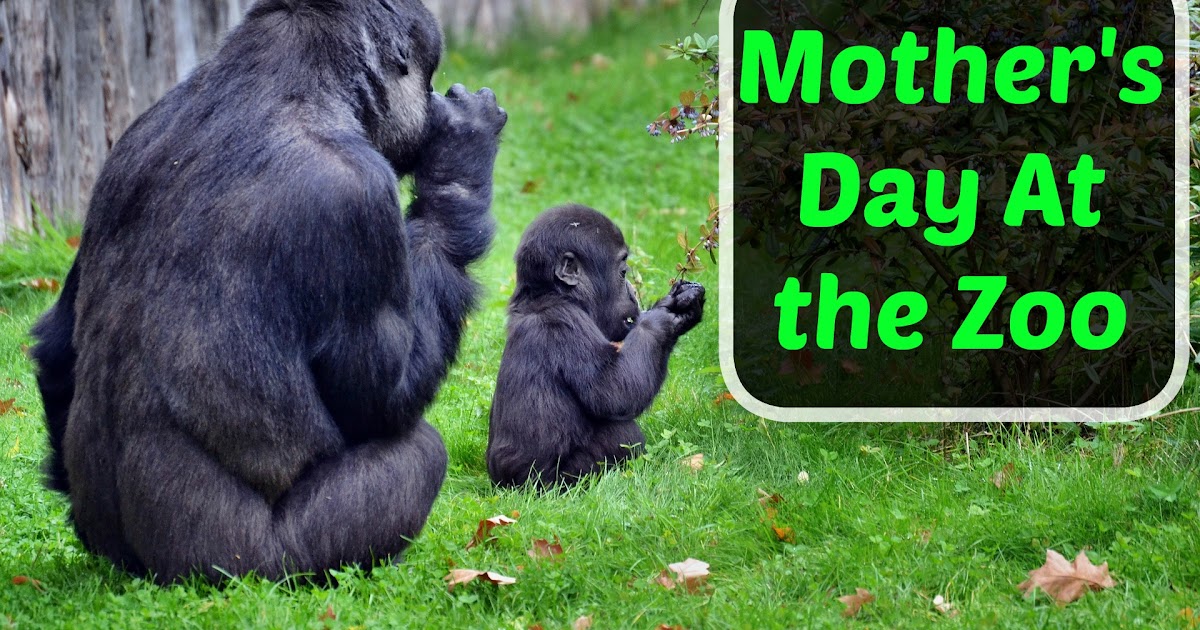 Our Unschooling Journey Through Life Mother's Day at the Zoo