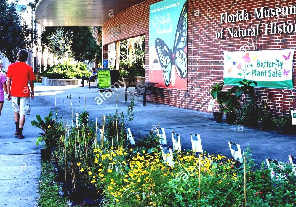 The florida museum features permanent exhibits, a butterfly rainforest with. Florida Museum Of Natural History Natural History Museum Gainesville Fl