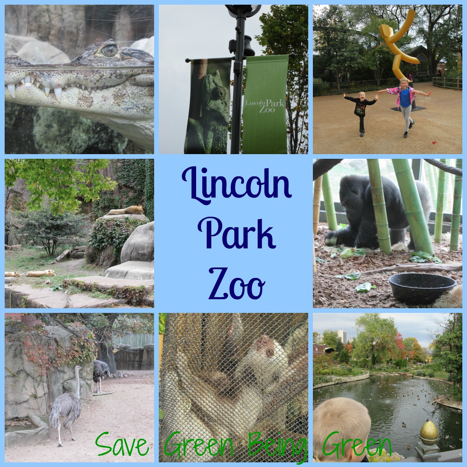 It’s one of the oldest zoos in the united states, and one of the last remaining free zoos. Save Green Being Green Wordless Wednesday Lincoln Park Zoo in Chicago