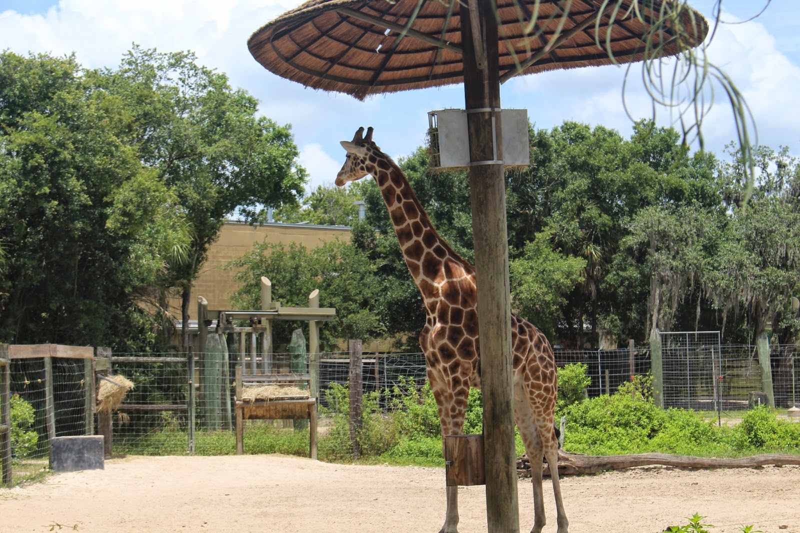 Web new family adventures, interactive animal experiences and special events planned for 2024. Top Tips for Visiting Tampa's Lowry Park Zoo as a Family