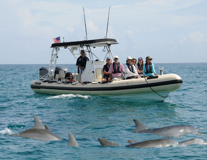 Dolphin Tours Lots of Yachts/Lots of Spots